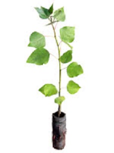 rooted cutting